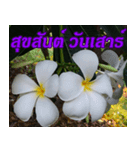 Plumeria of happiness Greet everymorning（個別スタンプ：13）