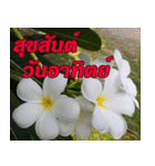 Plumeria of happiness Greet everymorning（個別スタンプ：14）