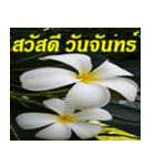 Plumeria of happiness Greet everymorning（個別スタンプ：15）