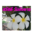 Plumeria of happiness Greet everymorning（個別スタンプ：16）