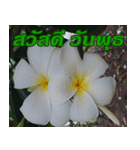 Plumeria of happiness Greet everymorning（個別スタンプ：17）