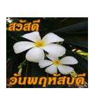 Plumeria of happiness Greet everymorning（個別スタンプ：18）