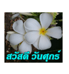 Plumeria of happiness Greet everymorning（個別スタンプ：19）