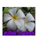 Plumeria of happiness Greet everymorning（個別スタンプ：20）