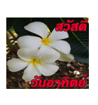Plumeria of happiness Greet everymorning（個別スタンプ：21）