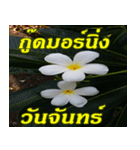 Plumeria of happiness Greet everymorning（個別スタンプ：22）