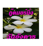 Plumeria of happiness Greet everymorning（個別スタンプ：23）