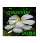 Plumeria of happiness Greet everymorning（個別スタンプ：24）