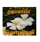 Plumeria of happiness Greet everymorning（個別スタンプ：25）