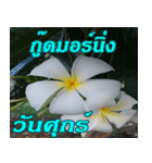 Plumeria of happiness Greet everymorning（個別スタンプ：26）