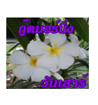 Plumeria of happiness Greet everymorning（個別スタンプ：27）