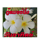 Plumeria of happiness Greet everymorning（個別スタンプ：28）