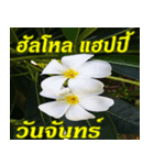 Plumeria of happiness Greet everymorning（個別スタンプ：29）