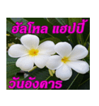Plumeria of happiness Greet everymorning（個別スタンプ：30）