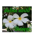 Plumeria of happiness Greet everymorning（個別スタンプ：31）