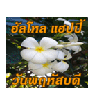 Plumeria of happiness Greet everymorning（個別スタンプ：32）