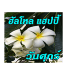 Plumeria of happiness Greet everymorning（個別スタンプ：33）