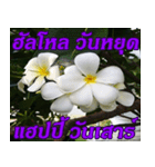 Plumeria of happiness Greet everymorning（個別スタンプ：34）