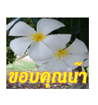 Plumeria of happiness Greet everymorning（個別スタンプ：36）