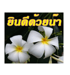 Plumeria of happiness Greet everymorning（個別スタンプ：37）