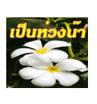 Plumeria of happiness Greet everymorning（個別スタンプ：39）