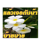 Plumeria of happiness Greet everymorning（個別スタンプ：40）