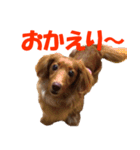 ミニチュア ダックス 犬 さくら（個別スタンプ：3）