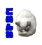 愛すべき猫 その名は大福さん 2（個別スタンプ：1）