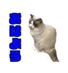 愛すべき猫 その名は大福さん 2（個別スタンプ：2）