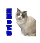 愛すべき猫 その名は大福さん 2（個別スタンプ：5）