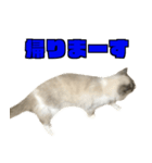 愛すべき猫 その名は大福さん 2（個別スタンプ：8）