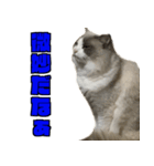 愛すべき猫 その名は大福さん 2（個別スタンプ：21）