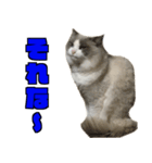 愛すべき猫 その名は大福さん 2（個別スタンプ：25）