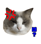 愛すべき猫 その名は大福さん 2（個別スタンプ：27）