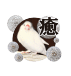 北海道犬ろし。白文鳥ぶんちゃん(実写版)3（個別スタンプ：2）