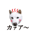北海道犬ろし。白文鳥ぶんちゃん(実写版)3（個別スタンプ：10）