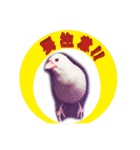 北海道犬ろし。白文鳥ぶんちゃん(実写版)3（個別スタンプ：20）