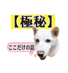 北海道犬ろし。白文鳥ぶんちゃん(実写版)3（個別スタンプ：21）