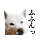 北海道犬ろし。白文鳥ぶんちゃん(実写版)3（個別スタンプ：31）
