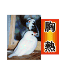 北海道犬ろし。白文鳥ぶんちゃん(実写版)3（個別スタンプ：40）
