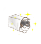 スコティッシュフォールド K（個別スタンプ：9）