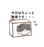 スコティッシュフォールド K（個別スタンプ：22）