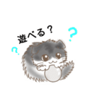 スコティッシュフォールド K（個別スタンプ：29）