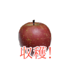 りんごの写真スタンプ（個別スタンプ：13）