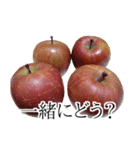 りんごの写真スタンプ（個別スタンプ：14）