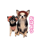 チワワ組（個別スタンプ：1）