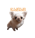 チワワ組（個別スタンプ：3）
