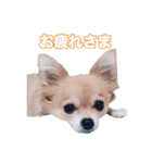 チワワ組（個別スタンプ：4）