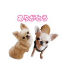 チワワ組（個別スタンプ：5）
