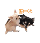 チワワ組（個別スタンプ：11）